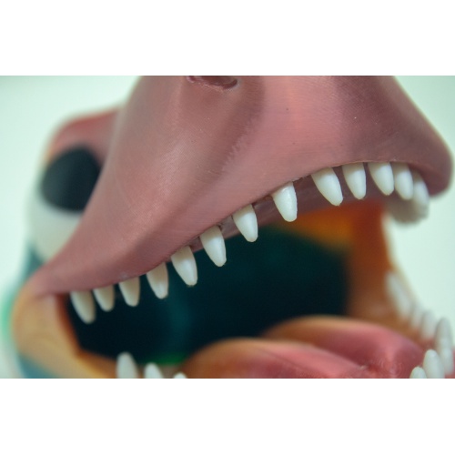 dino3_546326942